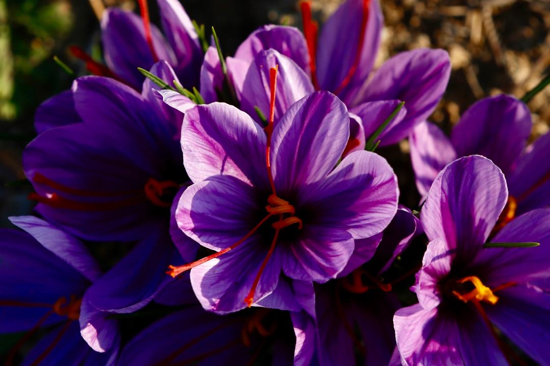 Premium Organic Saffron