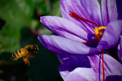 Premium Organic Saffron